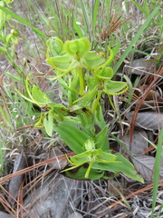 Habenaria jaliscana