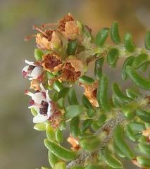 Erica arenaria