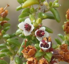 Erica arenaria