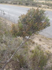 Erica arenaria