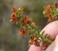 Erica arenaria