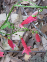 Penstemon miniatus
