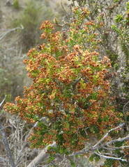 Erica arenaria