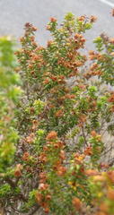 Erica arenaria