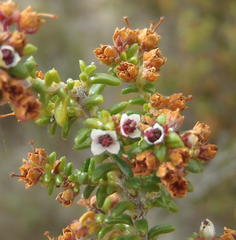 Erica arenaria