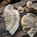 Yellowing Curtain Crust - Photo (c) Sarah DeLong-Duhon, some rights reserved (CC BY), uploaded by Sarah DeLong-Duhon