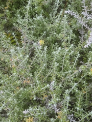 Plecostachys serpyllifolia