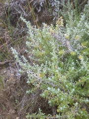 Plecostachys serpyllifolia