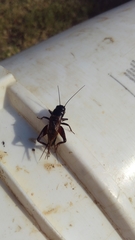 Gryllus texensis