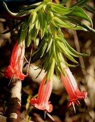 Lobostemon belliformis