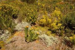 Lobostemon belliformis