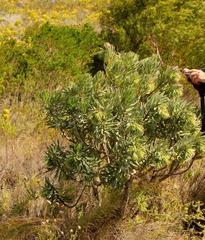 Lobostemon belliformis