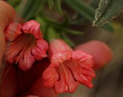 Lobostemon belliformis