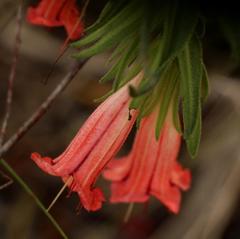 Lobostemon belliformis
