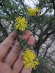 Prosopis palmeri