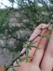 Prosopis palmeri