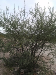 Prosopis palmeri