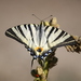 Scarce Swallowtail - Photo (c) Alberto Colatore, some rights reserved (CC BY-NC), uploaded by Alberto Colatore
