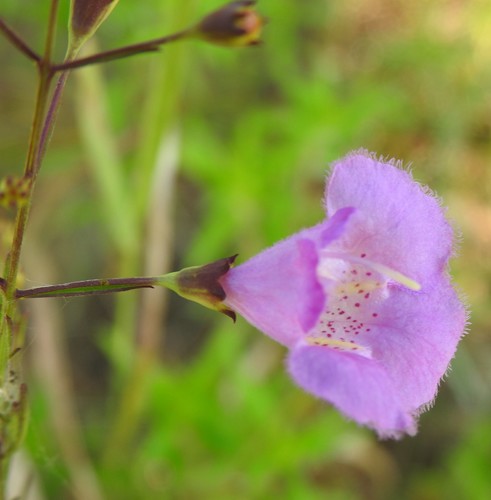 Image of Agalinis homalantha by (c) saltyhiker, some rights reserved (CC BY)