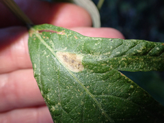 Calycomyza artemisiae