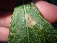 Calycomyza artemisiae