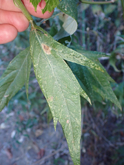 Calycomyza artemisiae