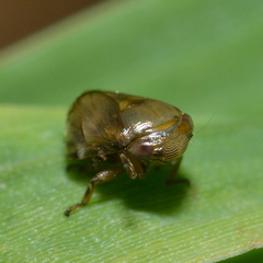 Clastoptera xanthocephala