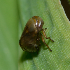 Clastoptera xanthocephala