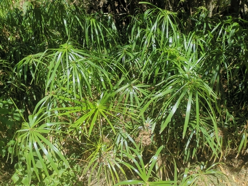 Cyperus image