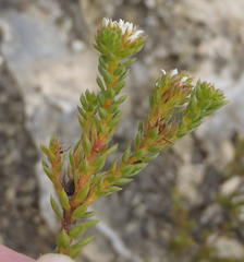 Diosma echinulata