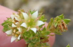 Diosma echinulata