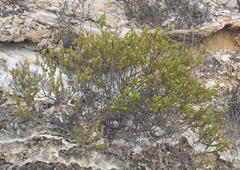 Diosma echinulata