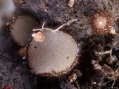Trichophaeopsis paludosa