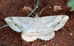 Chiasmia furcata
