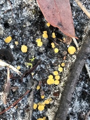 Phaeohelotium baileyanum
