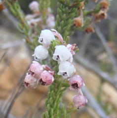 Erica spectabilis