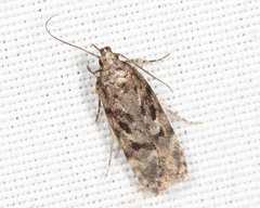 Chionodes pereyra
