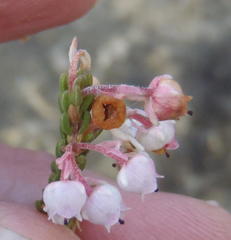 Erica spectabilis