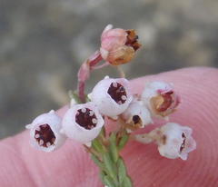 Erica spectabilis