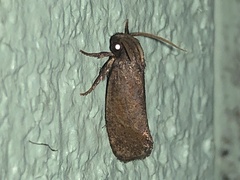 Acrolophus plumifrontella