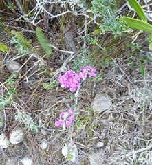 Indigofera sp11