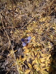 Gentiana newberryi newberryi