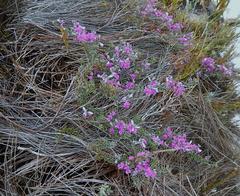Indigofera sp11