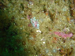 Phyllodesmium horridum