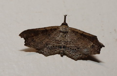 Philogethes metableta