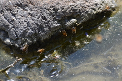 Apis mellifera