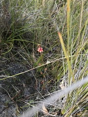 Drosera microphylla