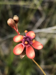 Drosera microphylla