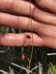 Drosera microphylla