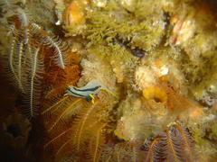 Polycera capensis